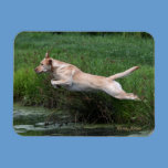 Yellow Labrador Retriever jumping into pond magnet magnets