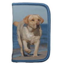 Yellow labrador retriever on the beach organizers