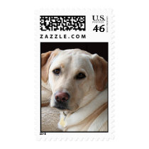 Yellow Labrador Retriever Postage Stamps
