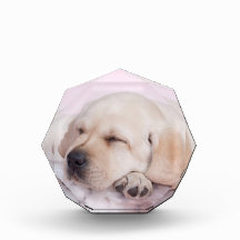 Yellow labrador retriever puppy award