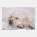 Yellow labrador retriever puppy kitchen towel