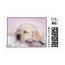 Yellow labrador retriever puppy stamps