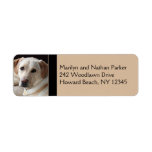 Yellow Labrador Retriever Return Address Label