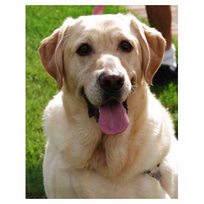 Yellow Labrador T Shirt by traveller9