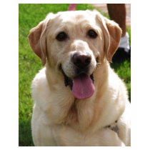 Yellow Labrador t-shirts by traveller9 Yellow Labrador t-shirts