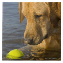 Yellow labrador with a tennis ball in the water ceramic tiles