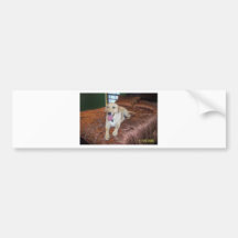 YELLOW LABS BUMPER STICKERS