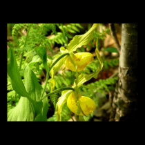 Yellow Ladies Slippers Photo Print / Poster posters
