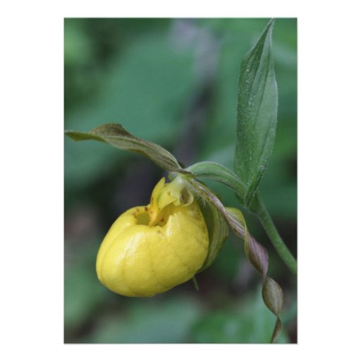 Yellow Lady Slipper Flower Wedding Invitation