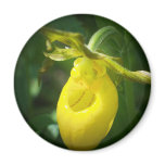 Yellow Lady Slipper