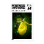 Yellow Lady Slipper