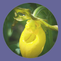 Yellow Lady Slipper stickers