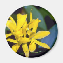 yellow Laelia flowers Magnets