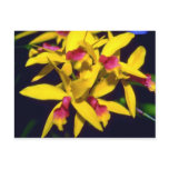 yellow Laelia flowers Post Cards