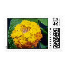 yellow Lantana camara flowers Postage Stamps