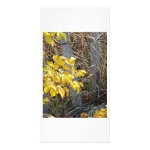 Yellow leaves with dune fence photo card