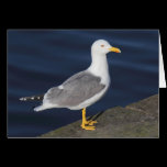 Yellow-Legged Gull cards