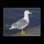 Yellow-Legged Gull postcards