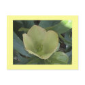 Yellow Lenten Rose Postcard