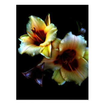 Yellow Lilies Glow Postcard