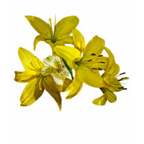 Yellow Lilies Ladies t-shirts