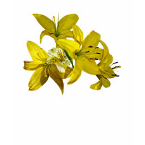 Yellow Lilies Ladies t-shirts