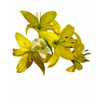 Yellow Lilies Ladies t-shirts