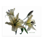 Yellow Lilies on White Post Cards
