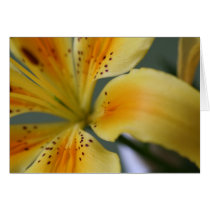 Yellow Lilly cards