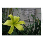 yellow, lilly