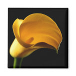 Yellow Lilly