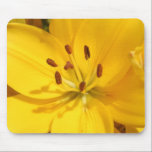 Yellow Lilly
