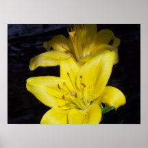 Yellow Lilly Posters