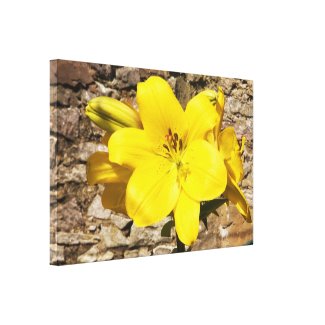 Yellow Lily canvas Stretched Canvas Print