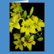 Yellow Lily cards