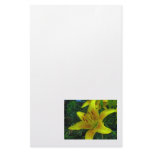 leaves, leaf, stem, petal, petals, flower,