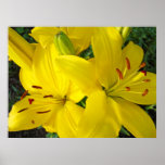Yellow Lily Flowers art prints Christmas gifts