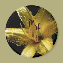 Yellow Lily magnets