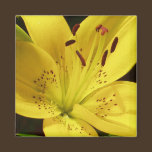 Yellow Lily Magnet magnets