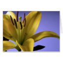 Yellow Lily on Blue Background cards
