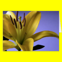 Yellow Lily on Blue Background cards