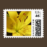 Yellow Lily Postage Stamp stamps