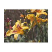 Yellow Lily postcards