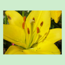 Yellow Lily posters by AnnMorash Yellow Lily posters