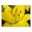 Yellow Lily posters by AnnMorash Yellow Lily posters