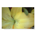 YELLOW LILY posters