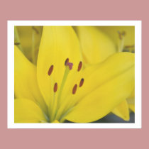 Yellow Lily posters