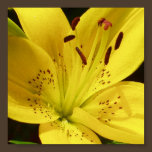 Yellow Lily Poster posters