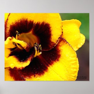 Yellow Lily Poster