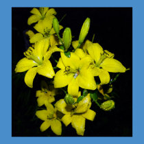 Yellow Lily posters